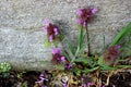 Purple, dark blue flowers Royalty Free Stock Photo