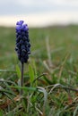 Purple flowers in the mountains, close-up Royalty Free Stock Photo