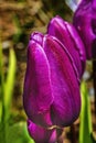 Purple Darwin Tulip Blooming Macro