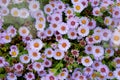 Purple Dasie flowers in the garden