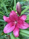 Purple Day Lily and Bud