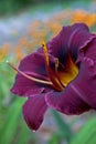 Purple Day Lily Close-Up Royalty Free Stock Photo