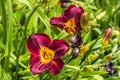 Purple Day Lily Flowers Royalty Free Stock Photo