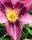 Purple Day Lily Royalty Free Stock Photo