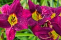 Purple daylilies flowers or Hemerocallis. Daylilies on green leaves background. Flower beds with flowers in garden. Royalty Free Stock Photo