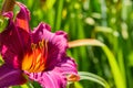 Purple daylilies flowers or Hemerocallis. Daylilies on green leaves background. Flower beds with flowers in garden. Royalty Free Stock Photo