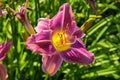 Purple daylilies flowers or Hemerocallis. Daylilies on green leaves background. Flower beds with flowers in garden. Royalty Free Stock Photo