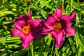 Purple daylilies flowers or Hemerocallis. Daylilies on green leaves background. Flower beds with flowers in garden. Royalty Free Stock Photo