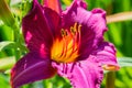 Purple daylilies flowers or Hemerocallis. Daylilies on green leaves background. Flower beds with flowers in garden. Royalty Free Stock Photo