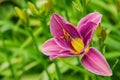 Purple daylilies flowers or Hemerocallis. Daylilies on green leaves background. Flower beds with flowers in garden. Royalty Free Stock Photo