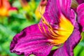 Purple daylilies flowers or Hemerocallis. Daylilies on green leaves background. Flower beds with flowers in garden. Royalty Free Stock Photo