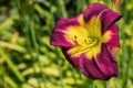 Purple daylilies flowers or Hemerocallis. Daylilies on green leaves background. Flower beds with flowers in garden. Royalty Free Stock Photo