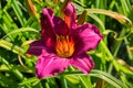 Purple daylilies flowers or Hemerocallis. Daylilies on green leaves background. Flower beds with flowers in garden. Royalty Free Stock Photo