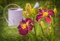 Purple daylily with corrugated yellow border