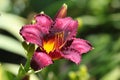 Purple daylily flowers in a garden