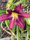 Purple Daylily, Hemerocallis 'Russian Rhapsody'