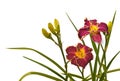 Purple daylily on white background