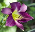 Purple Daylily with Yellow Throat