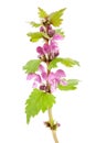 Purple Dead-nettle