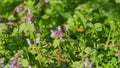 Purple Dead-Nettle Flower With Lilac Pink Petals. Purple Archangel. Blooms In Wild Deaf Nettle Purple. Royalty Free Stock Photo