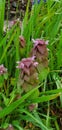 Purple dead nettle herb plant.