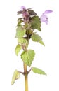 Purple dead-nettle isolated on white background. Medicinal and invasive plant