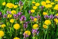 Purple Dead Nettle (Lamium purpureum) and yellow dandelion in meadow Royalty Free Stock Photo