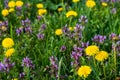 Purple Dead Nettle (Lamium purpureum) and yellow dandelion in meadow Royalty Free Stock Photo