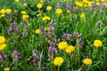 Purple Dead Nettle (Lamium purpureum) and yellow dandelion in meadow Royalty Free Stock Photo