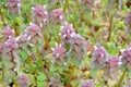 Purple Dead Nettle