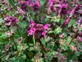 Purple dead-nettle. Red dead-nettle. Macro close up herbal wild flower.