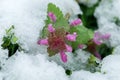 Purple dead nettle in snow, snowing in spring