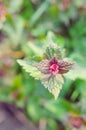 Purple dead-nettle wild flower leaves