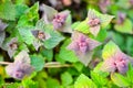 Purple dead-nettle wild flower leaves