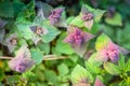 Purple dead-nettle wild flower leaves