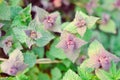 Purple dead-nettle wild flower leaves