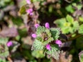 Purple deadnettle blooms in spring