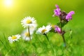 Purple deadnettle with daisies on meadow.