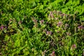 Purple deadnettle flowers