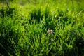 Purple deadnettle in the grass