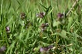 Purple deadnettle (Lamium purpureum)