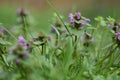 Purple deadnettle (Lamium purpureum)