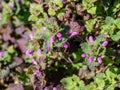 Purple deadnettle medicinal herb blooms in spring