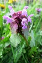 Purple Deadnettle or Purple Archangel (Lamium Purpureum)