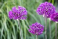 Purple decorative blooming garlic.