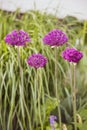 Purple decorative blooming garlic.