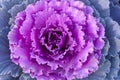 Purple decorative cabbage.