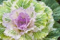 Purple decorative cabbage Royalty Free Stock Photo