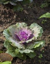 Purple decorative cabbage Royalty Free Stock Photo