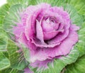 Purple decorative cabbage Royalty Free Stock Photo